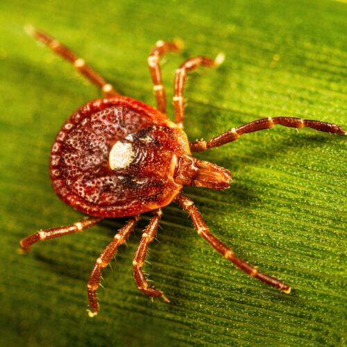 Surprisingly large number of people may have marker for tick-linked meat allergy