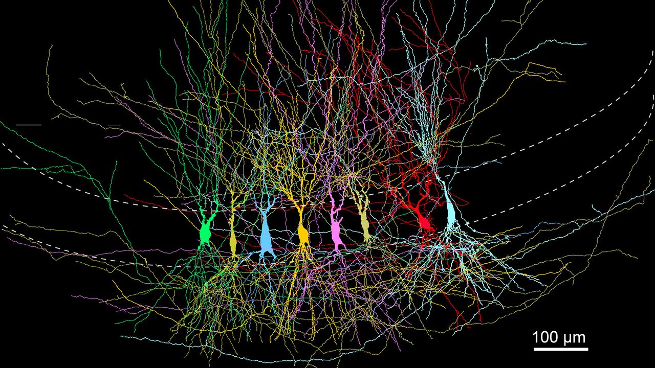 We remember little to nothing of early childhood — and a recent mouse study may help explain why