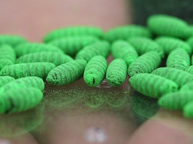 What to know about protecting pets from the New World screwworm fly