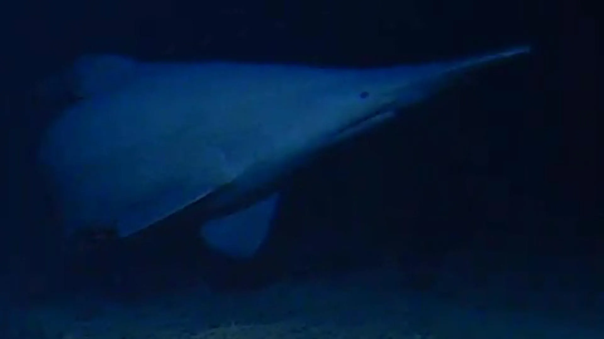 Rare goblin shark filmed alive for the first time in the deep sea