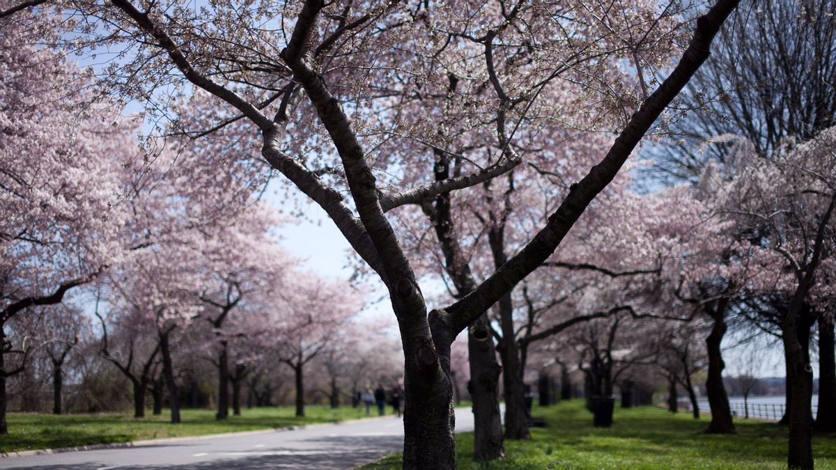 Is Trump admin cutting down 1 (or more) DC cherry trees to make way for golf course?