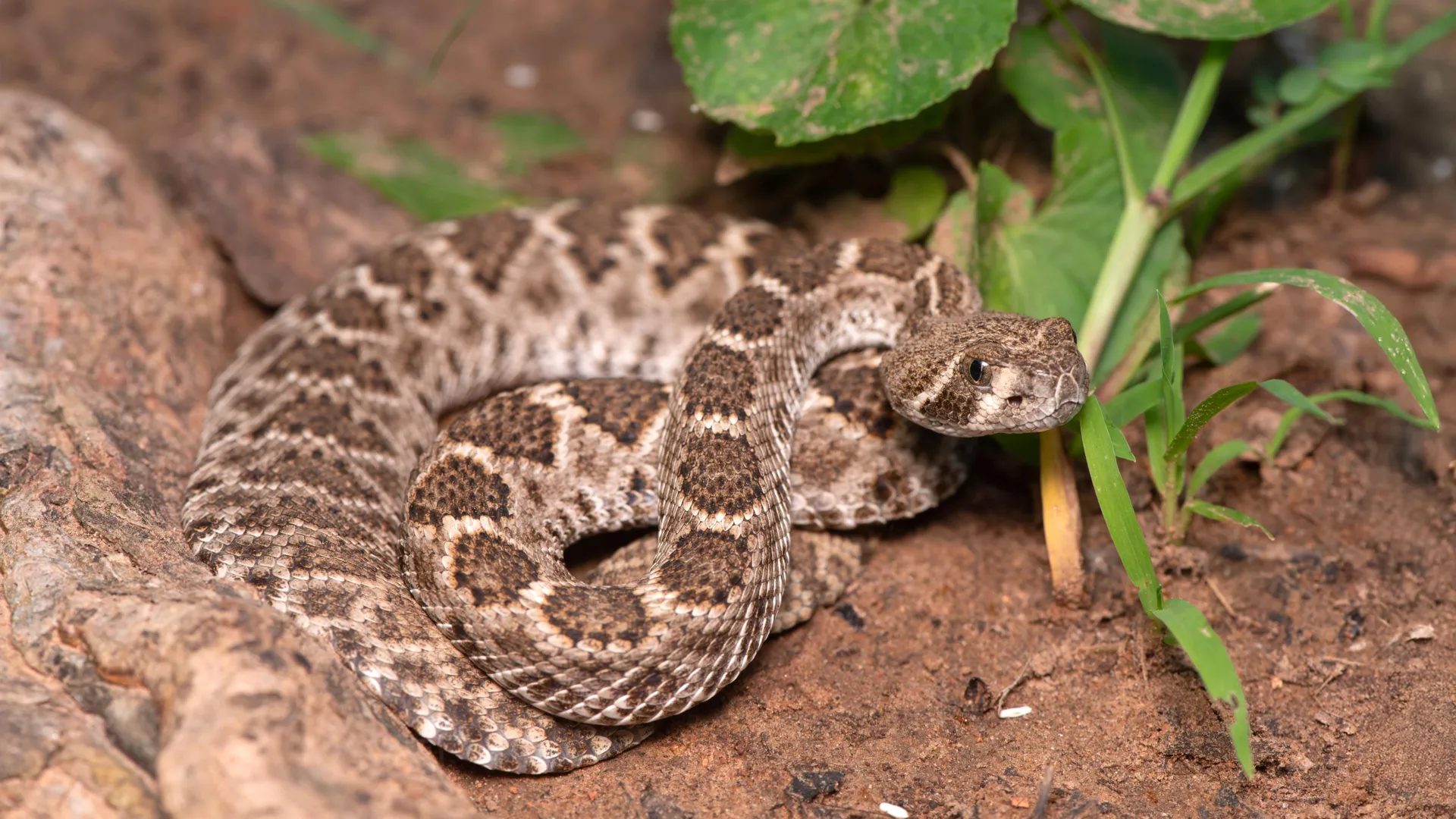 scientists-just-debunked-a-dangerous-baby-rattlesnake-myth