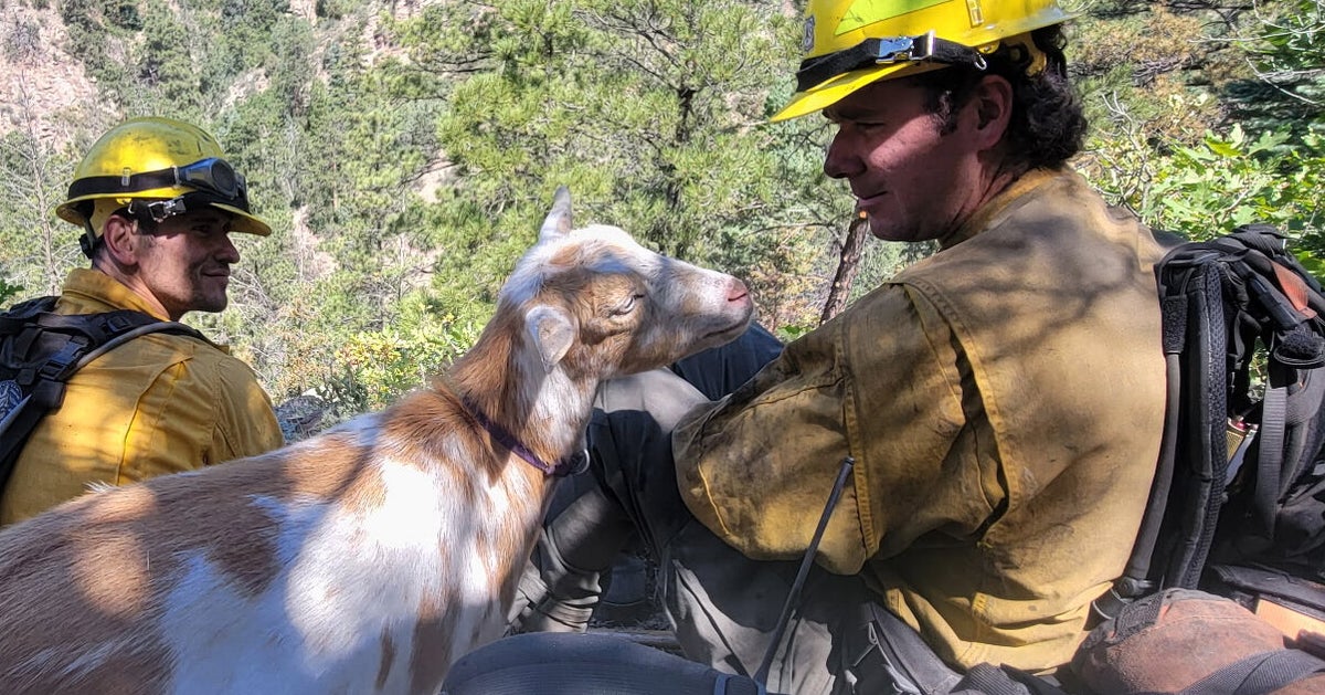 Goldie The Goat Provides Moral Support To Firefighters In Colorado