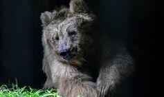 Killer bear stalked village and killed five attending first victim’s funeral
