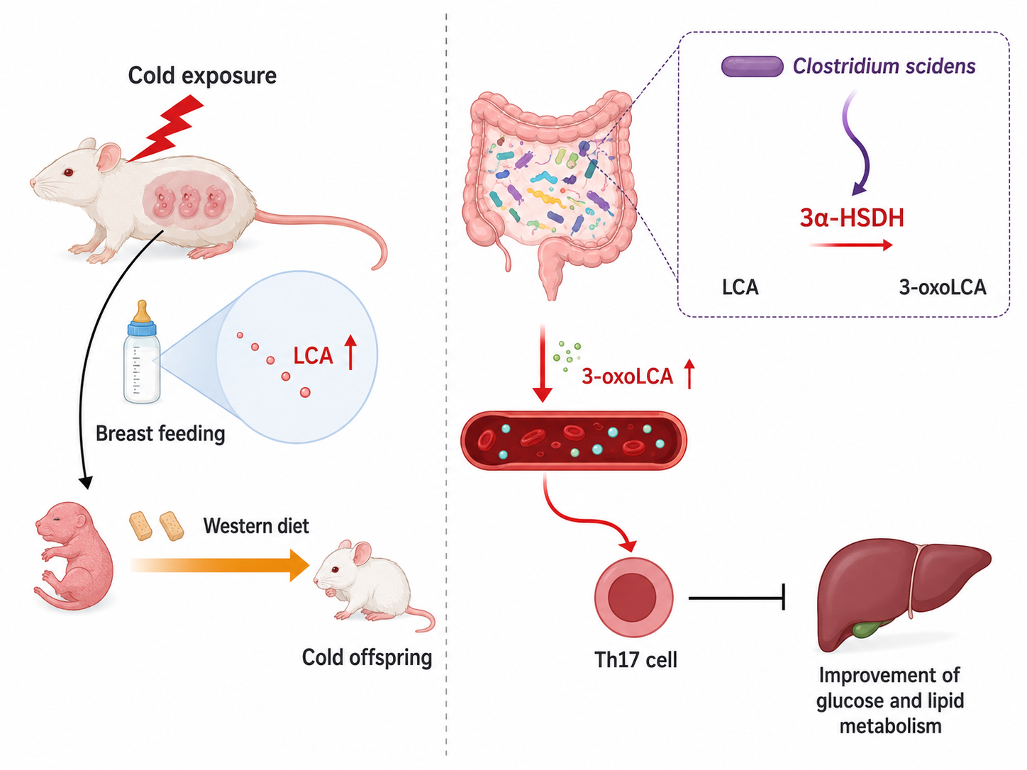 Cold-exposed mothers pass metabolic protection to male rat offspring through milk