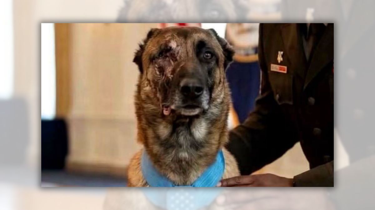 Story claims ‘K9 Valor’ survived suicide bomber, saved 47 soldiers. Don’t bite