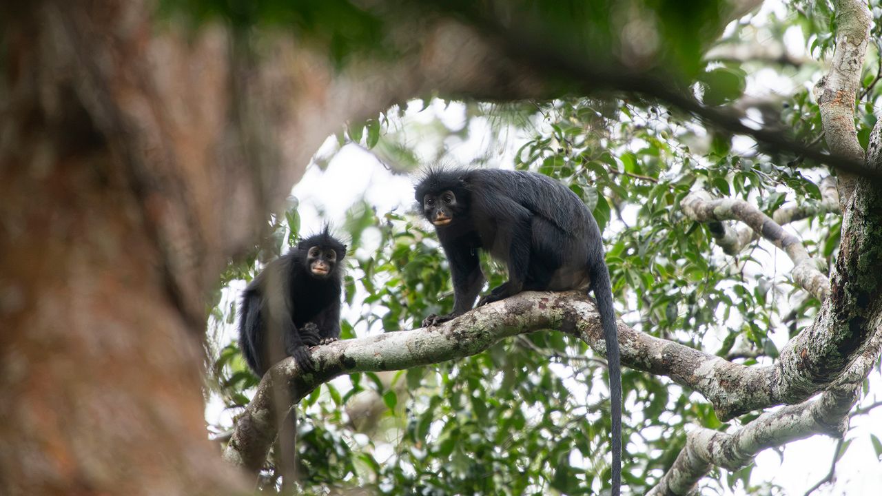 Orange-lipped monkey that roars and snorts deep in Congo rainforest is new species to science