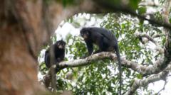 New monkey species with orange lips found ‘hiding’ in DR Congo forest