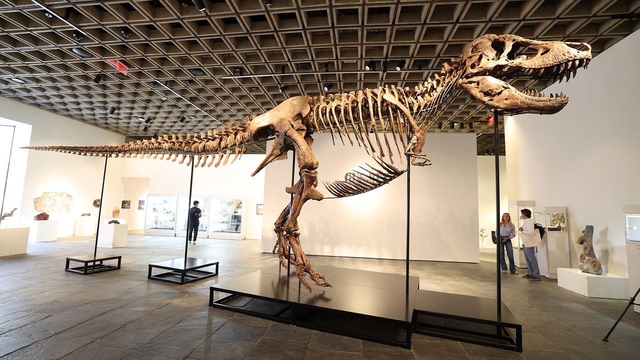 ‘Another dinosaur has entered the luxury collectibles market’: Gus the T. rex just sold for $50 million. Here’s what its loss means to science.