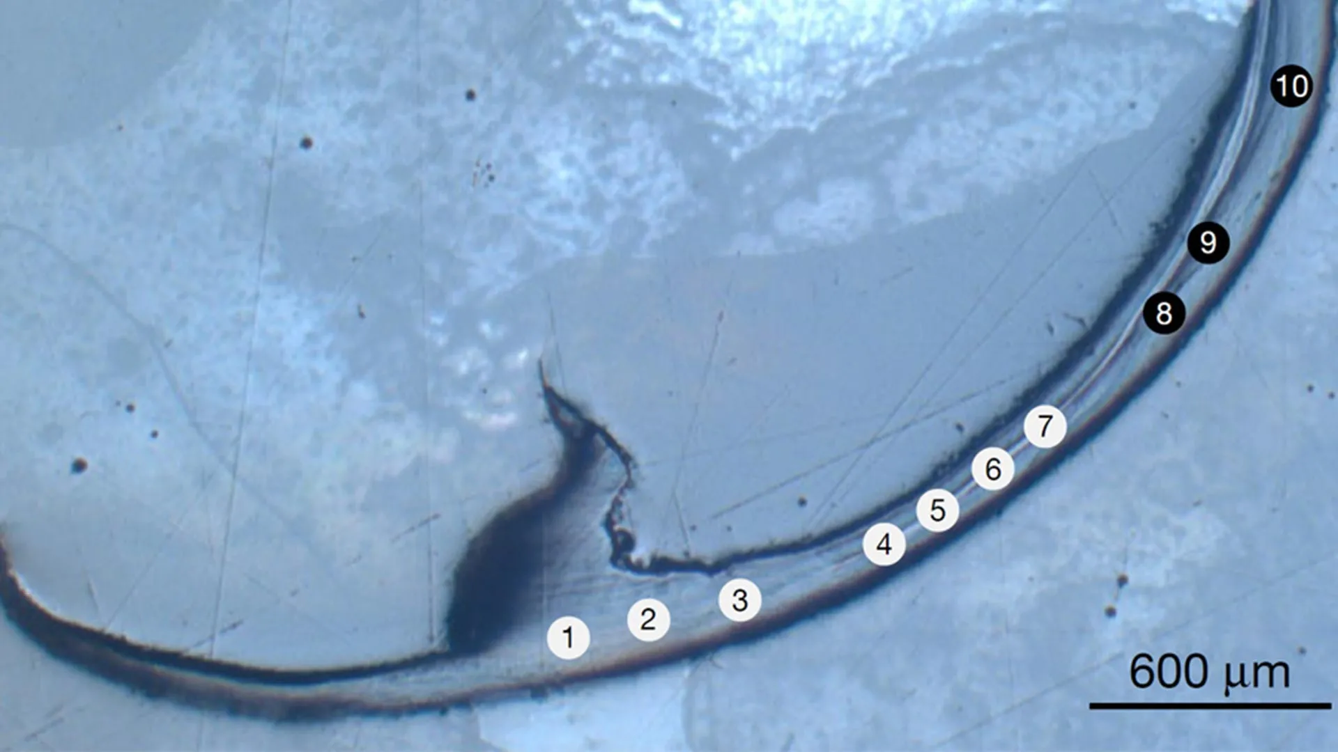 this-ancient-sea-worm-has-“bio-metal”-jaws-unlike-anything-scientists-have-seen
