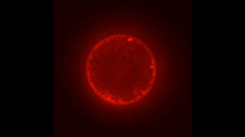 No, SpudCells aren’t alive. But they’re a step toward the first synthetic life