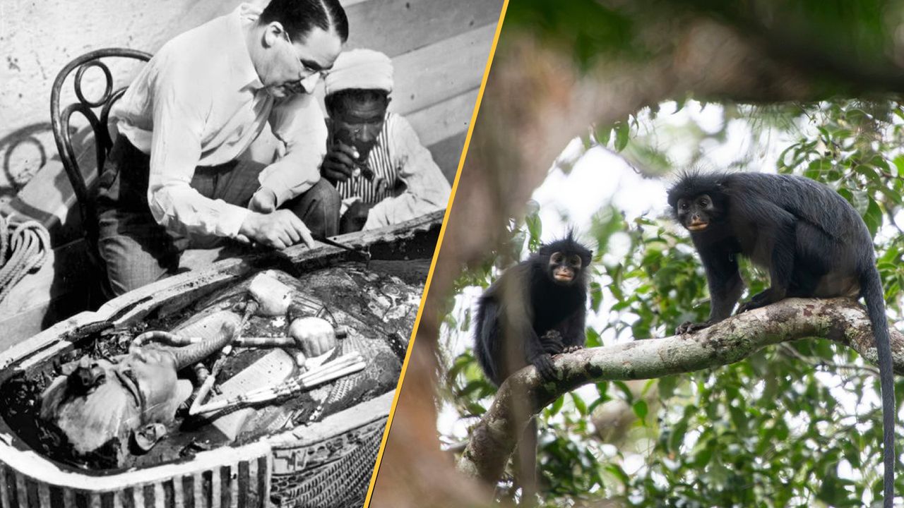 Science news this week: Gold tongues discovered in tombs, sugar found in space, a new monkey identified in the Congolian rainforest, and ancient impact crater ‘geoguessed’ by an amateur astronomer