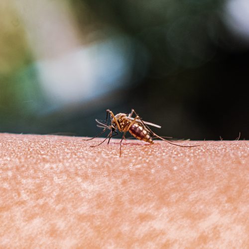 As mosquito ranges expand, better monitoring is key to preventing disease