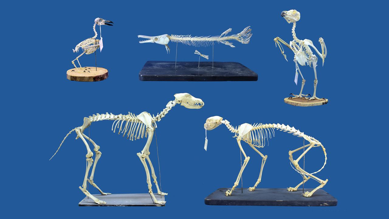 ‘We were genuinely surprised’: ‘Superworms’ can clean extremely delicate skeletons lickety-split, and that’s a game changer for museums
