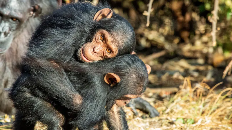 Ape cuddles could prevent conflicts
