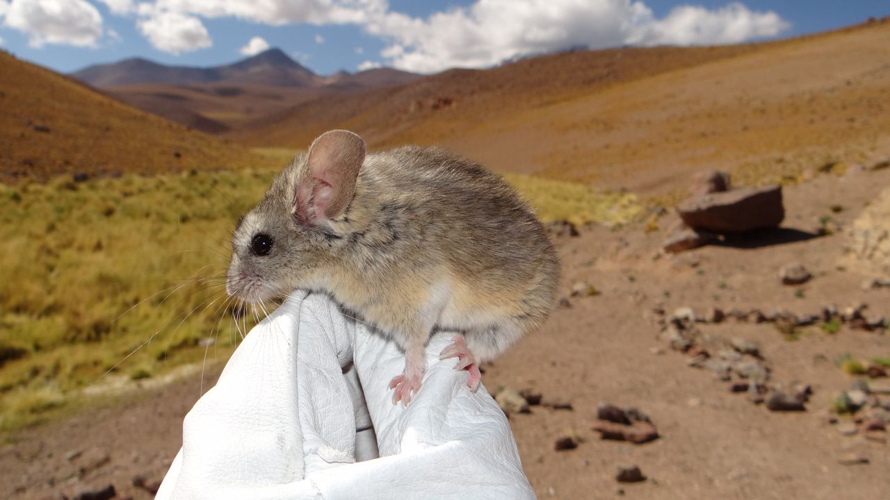 Mice on ‘godforsaken’ frozen volcanoes eat toxic plants to survive conditions ‘not remotely compatible with long-term human survival’