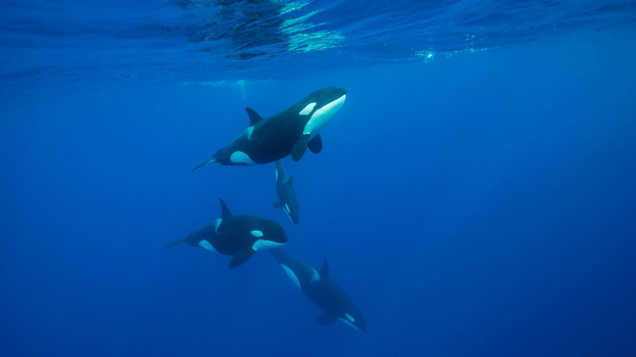 ‘It was unlike anything I’d witnessed before’: Orcas seen headbutting a sunfish so hard that it exploded
