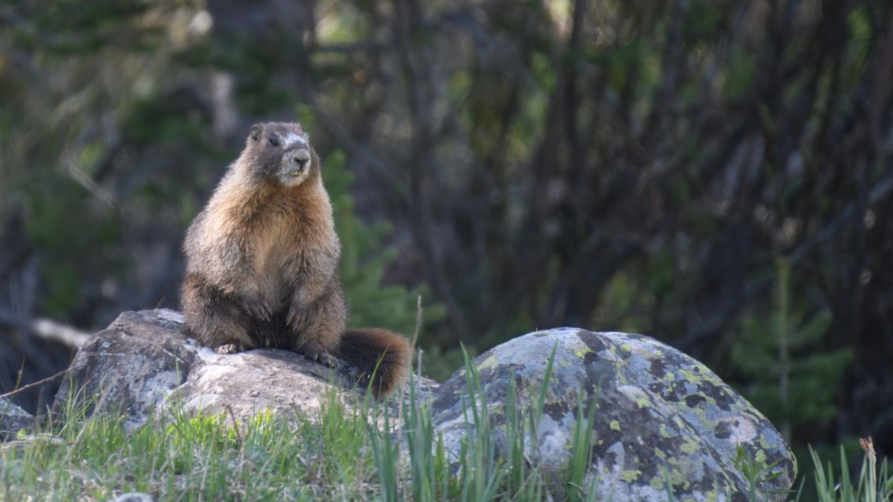 ‘We’re trying this out of frustration’: Marmots star in OnlyFans account as researchers desperately look for ways to raise funds amid US budget cuts
