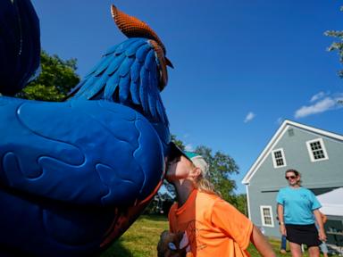 Giant metal roosters spread autism acceptance in Maine after town zoning spat