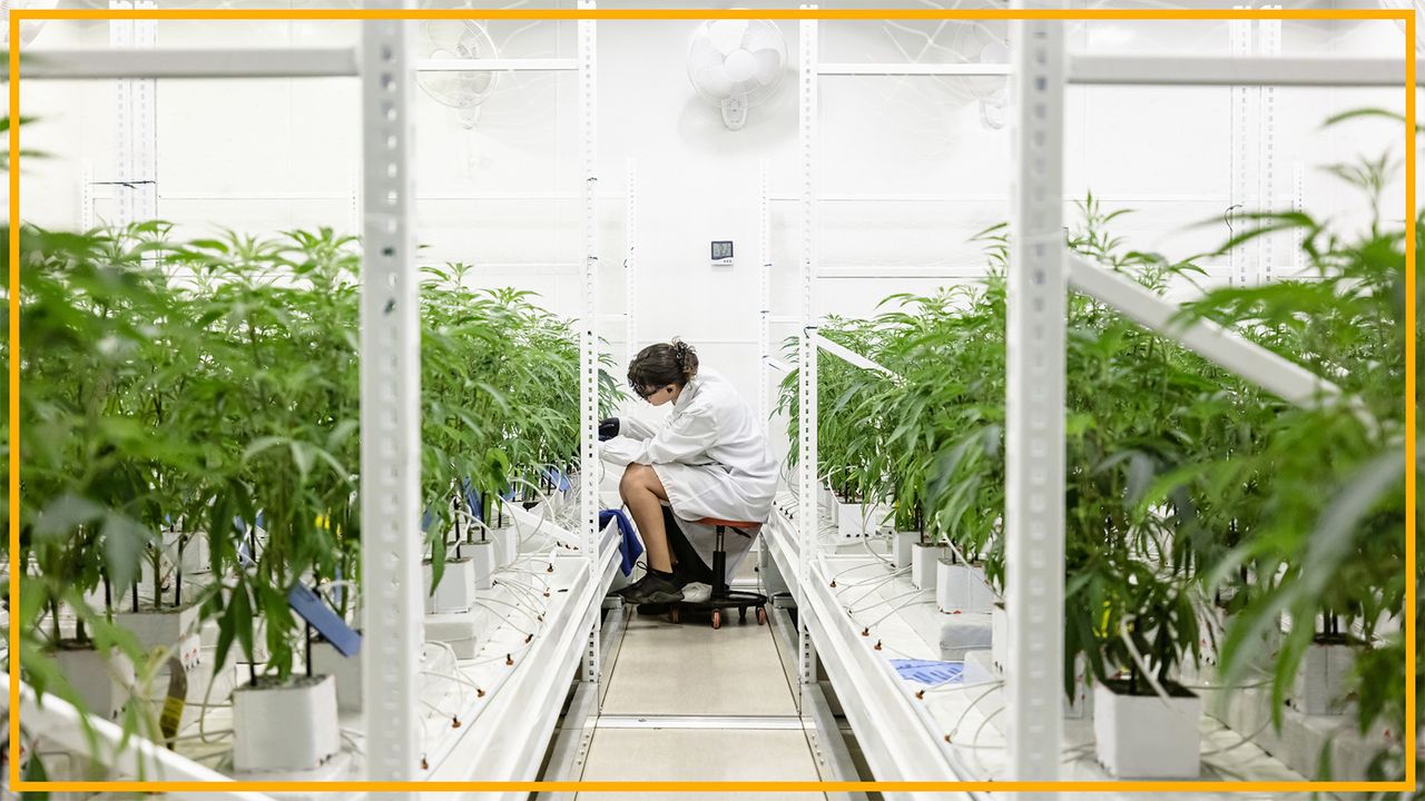 ‘Rescheduling’ cannabis would ease restrictions on science, opening the door to the largest investment in cannabis research we’ve seen to date
