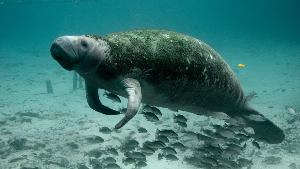 Trump administration is changing Endangered Species Act. How will it affect US wildlife?