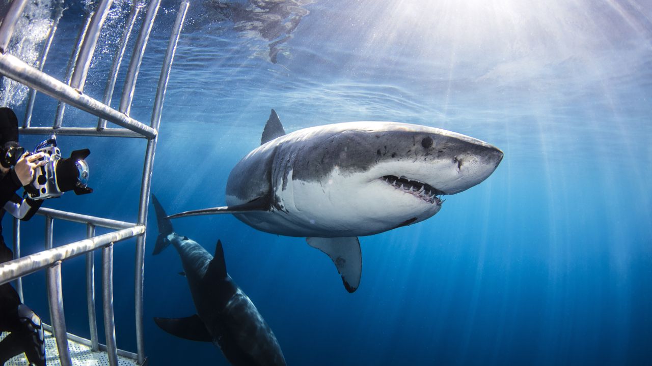 How to watch ‘Shark Week’ 2026 — schedule, dates & episodes