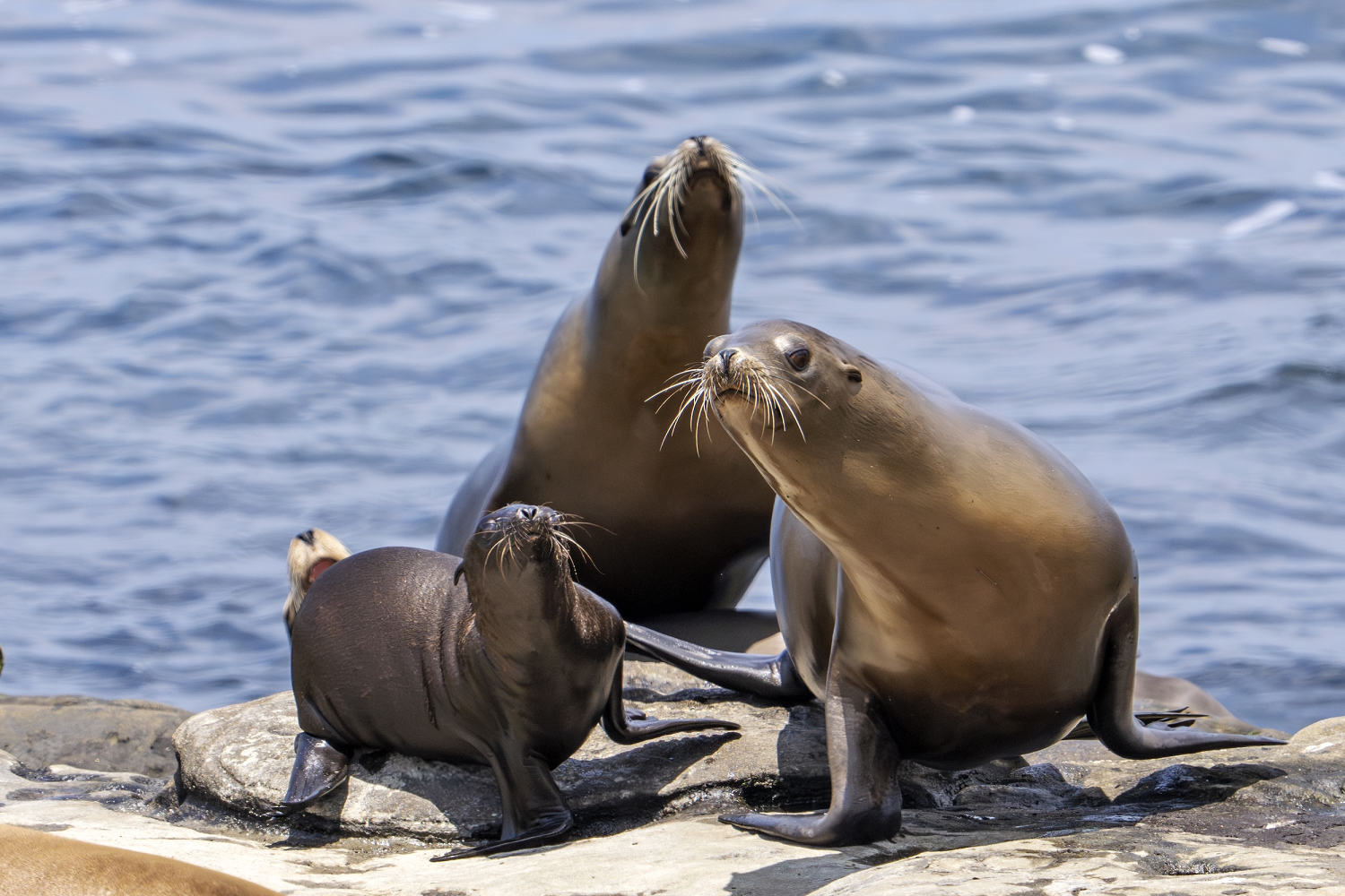 Video appears to show man kicking sea lion on California beach, sparking federal probe