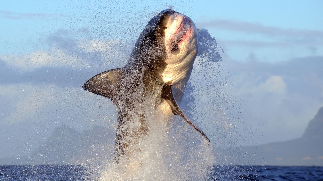 How to watch ‘Air Jaws: Red, White and Breach’ – stream ‘Shark Week’ 2026 from anywhere