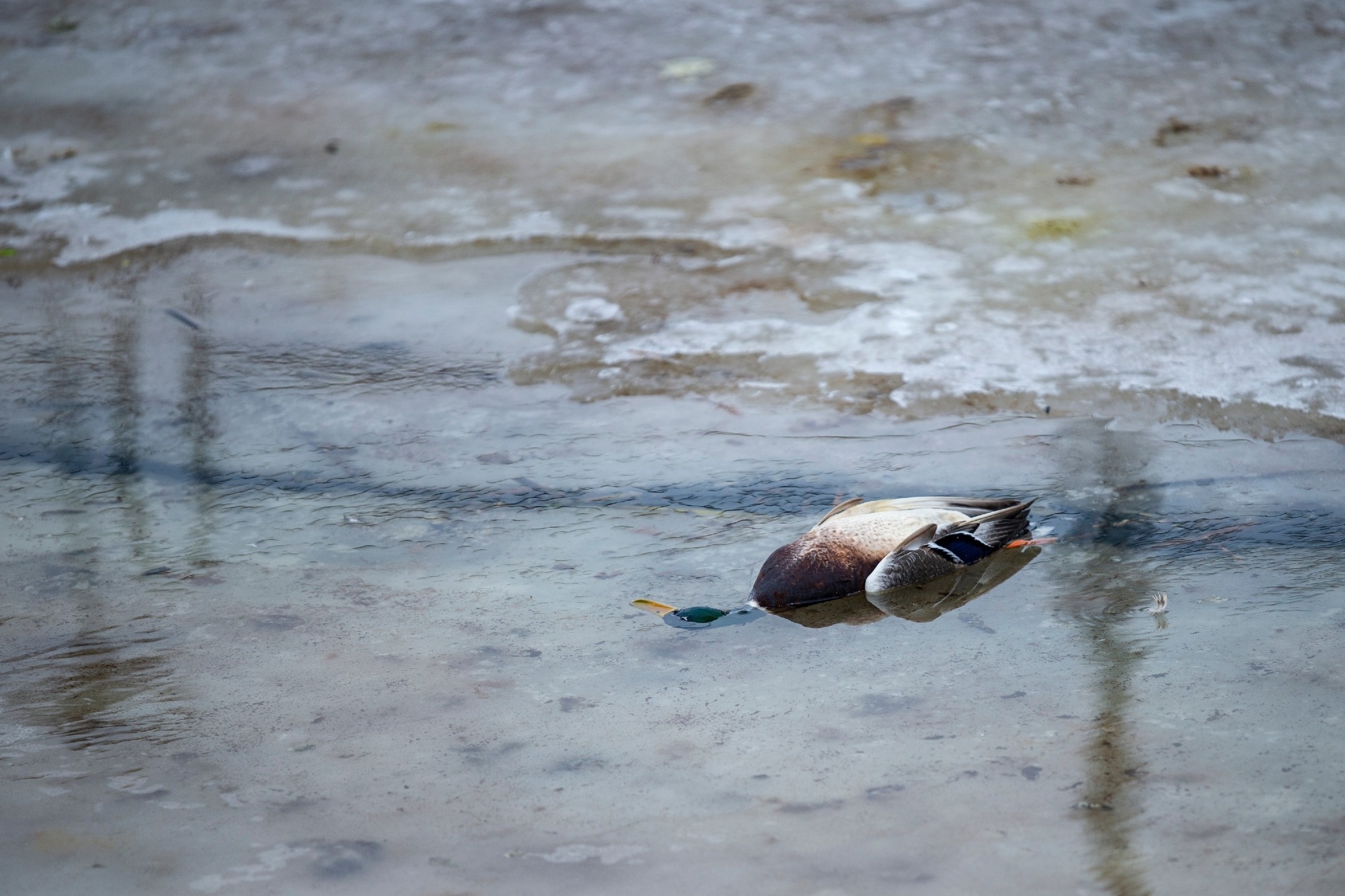 Wild bird surveillance reveals how H5Nx flu keeps returning to China
