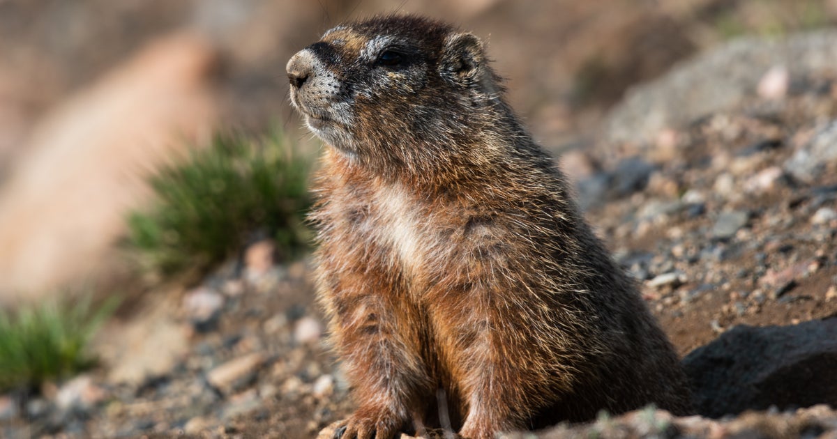 New OnlyFans Page Is Focused On … Marmots?!?