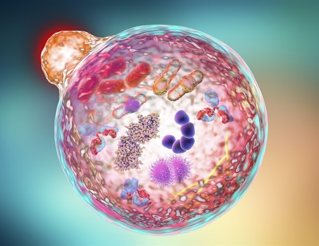 Blocking autophagy in blood vessels reduces skin inflammation in mice