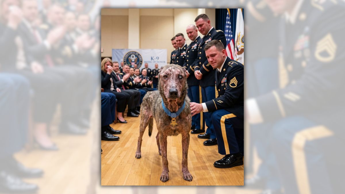 Beware of claim military dog named Face was awarded Medal of Honor after saving soldiers in Iraq