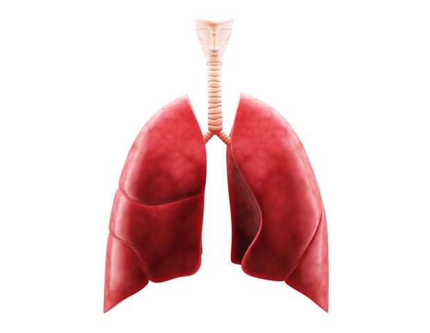 Research reveals how a hidden immune cell army defends human lung tissue