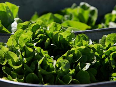 Between prices and a diarrhea-causing parasite, lettuce is causing hard times