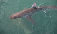 disturbing-new-evidence-exposes-bone-chilling-shark-attacks-on-children-in-us
