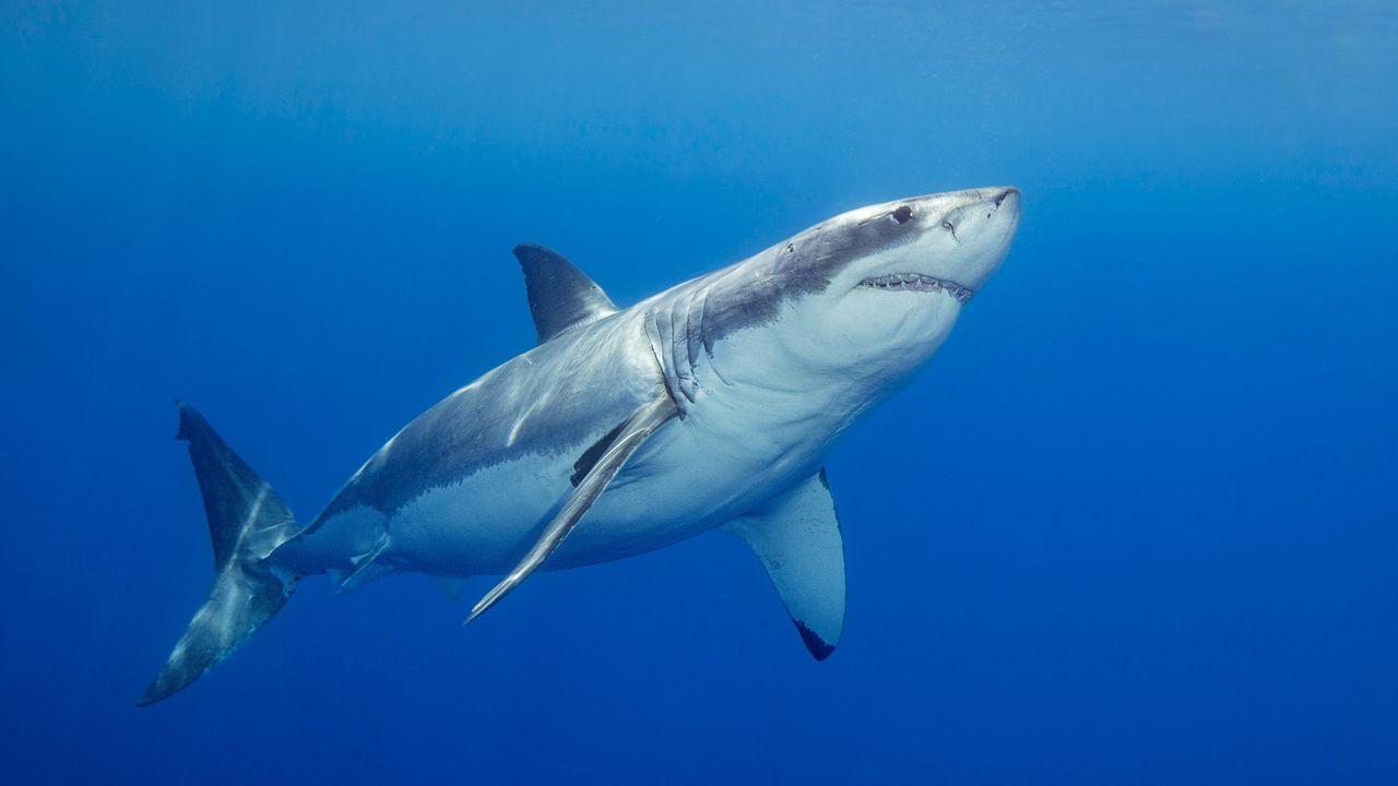 How to watch ‘Secrets of the Great White Kill’ – stream ‘Shark Week’ 2026 from anywhere