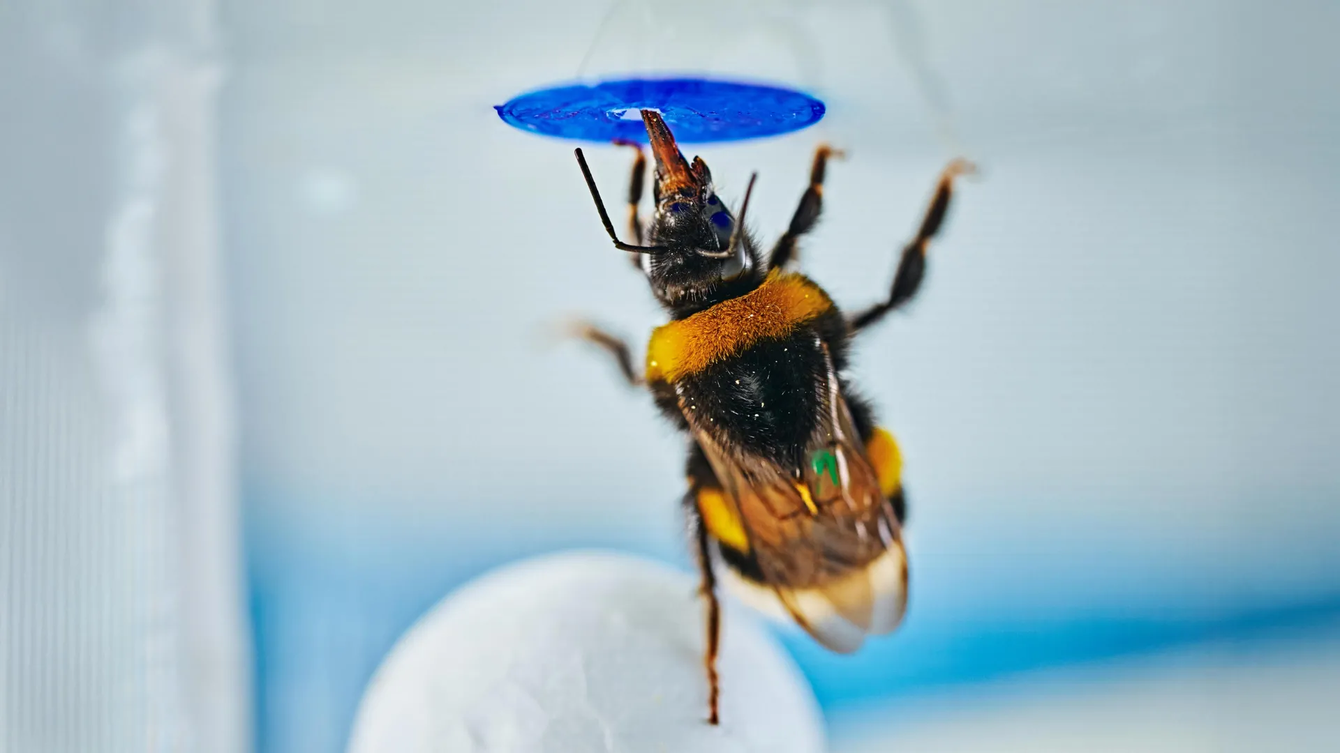 Scientists stunned as bumble bees solve a classic intelligence test