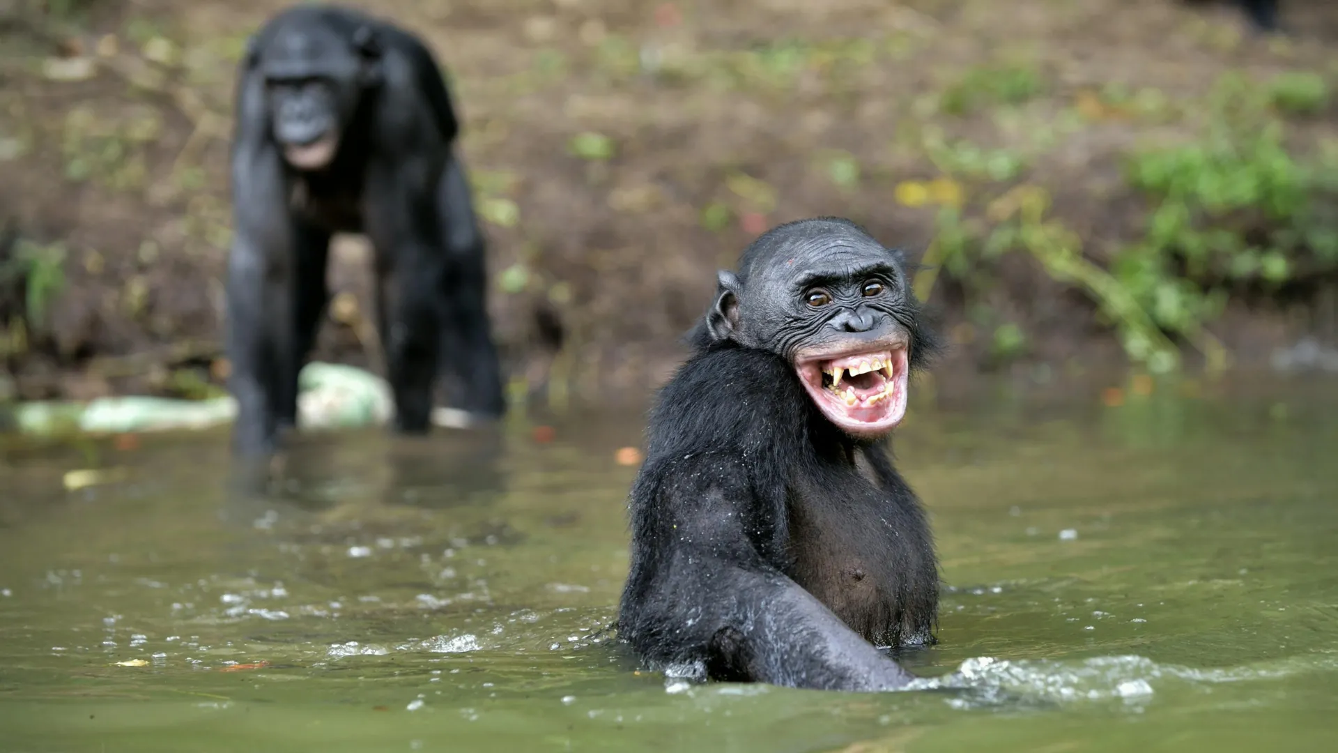 Great ape laughter reveals a hidden origin of human speech
