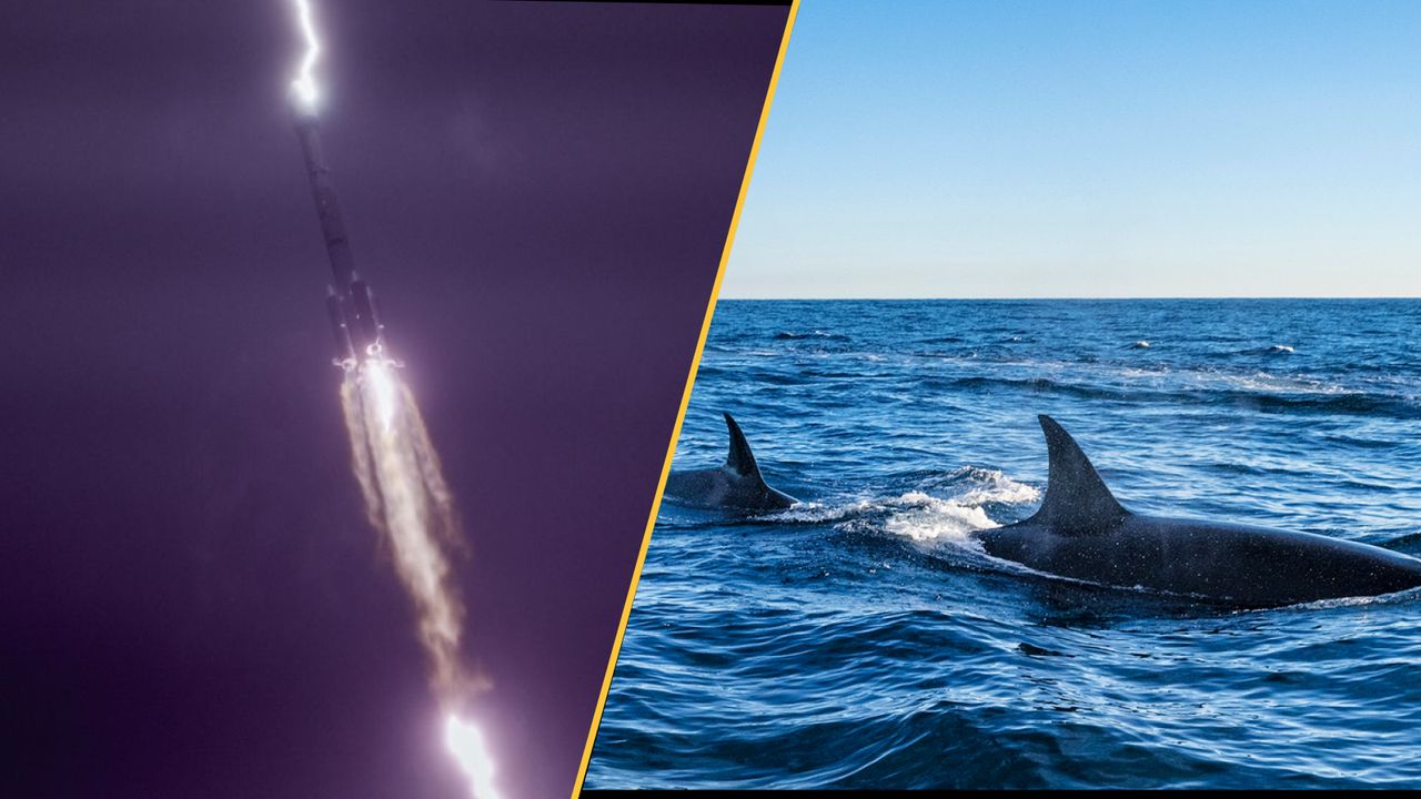 Science news this week: Secret lives of whale sharks revealed, Earth’s coldest temperature registered, and Amazonian geoglyphs show clues to lost civilization