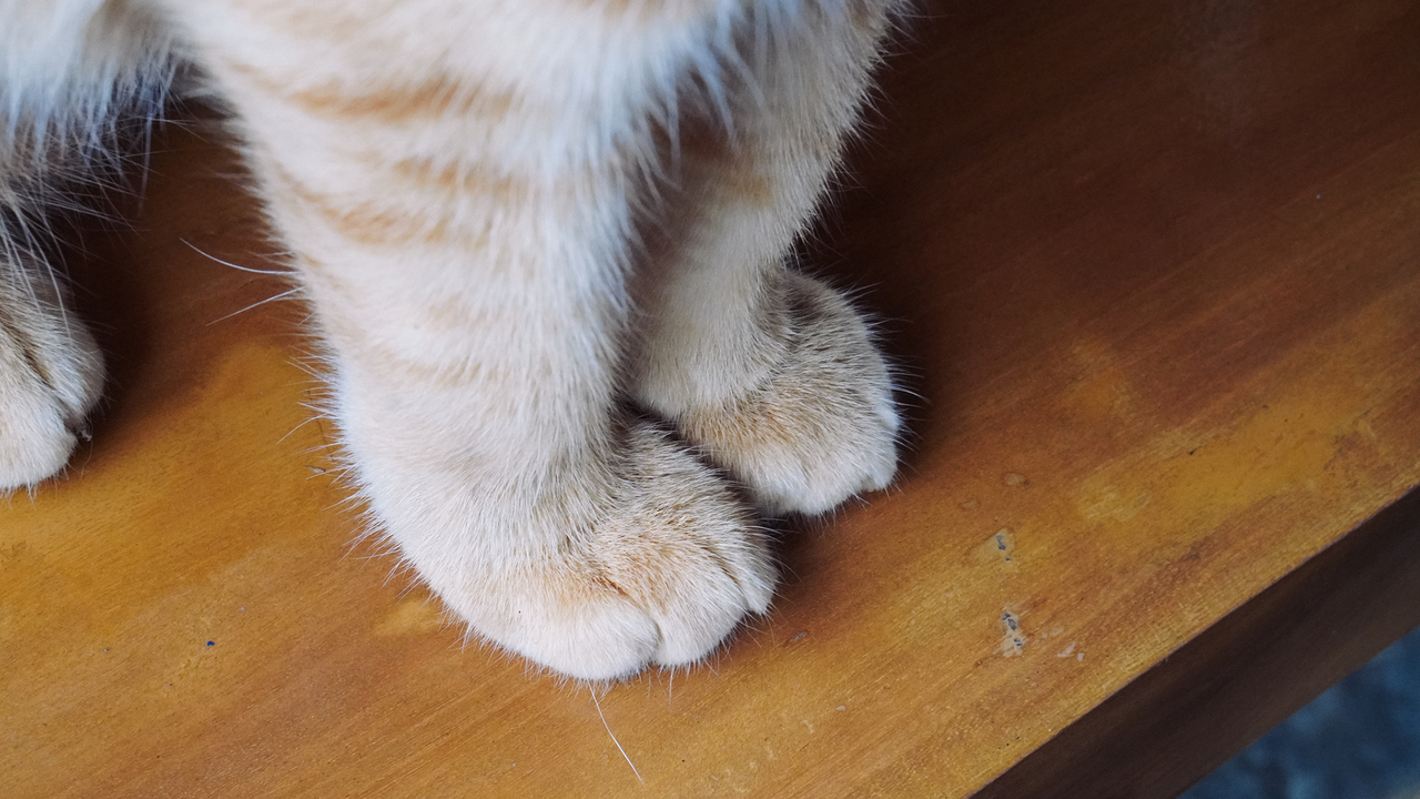 Why do cats have ‘leg whiskers’?