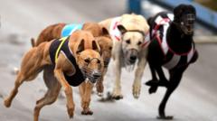 Greyhounds bound for Australia as New Zealand racing ban takes effect