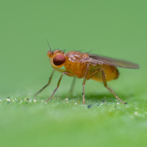 How fruit flies chase invisible ribbons of smell to get to their source