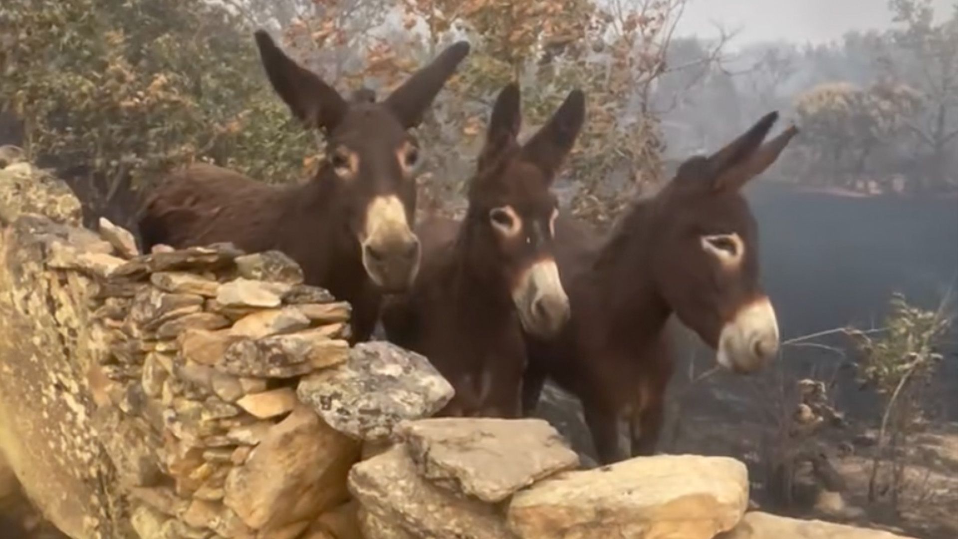 Spanish farmer finds donkeys alive after wildfires destroy her property