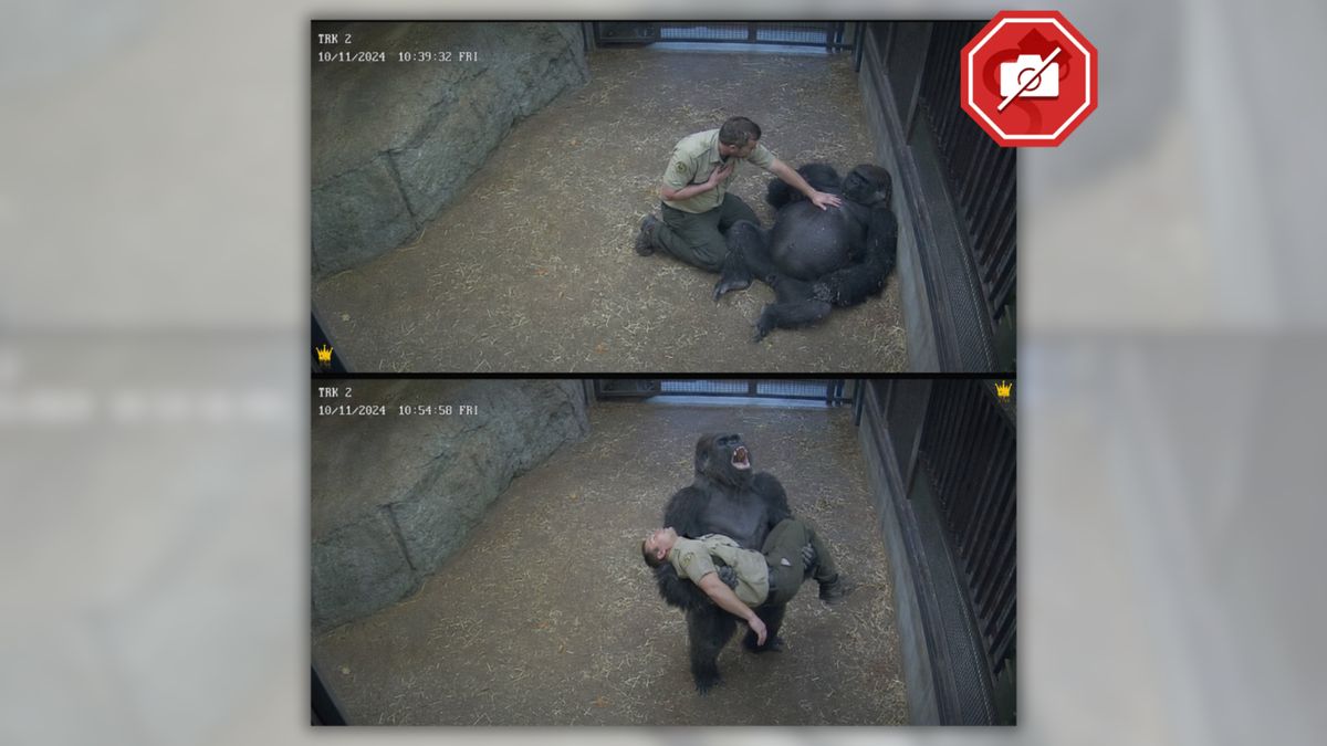Does image show gorilla ‘screaming for help’ after caretaker collapsed?