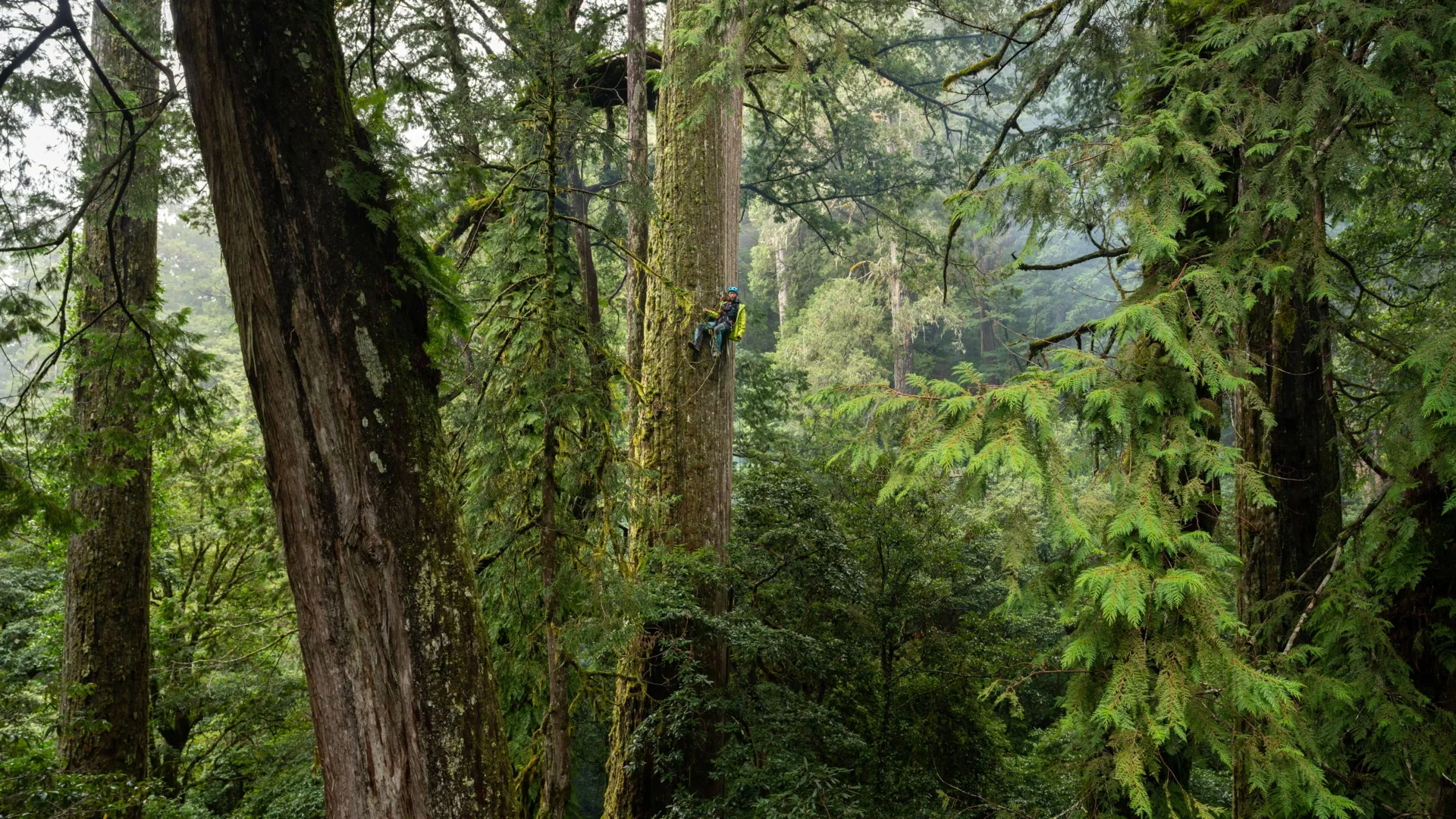 scientists-went-looking-for-giant-trees-in-taiwan-and-found-a-lost-world
