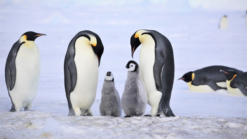 Emperor penguin chicks like these starved. An iceberg may be the cause