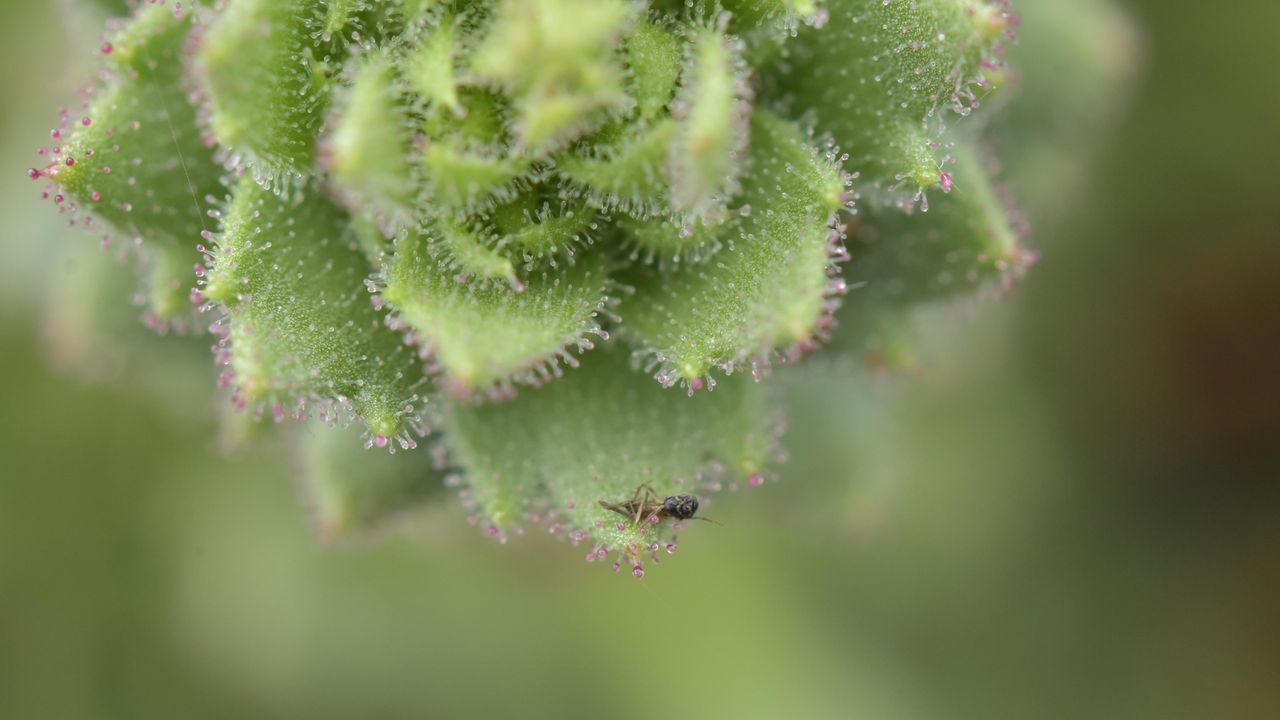 ‘Darwin’s hypothesis provided an important inspiration’: Scientists bolster 150-year-old Darwinian theory with a carnivorous plant in China