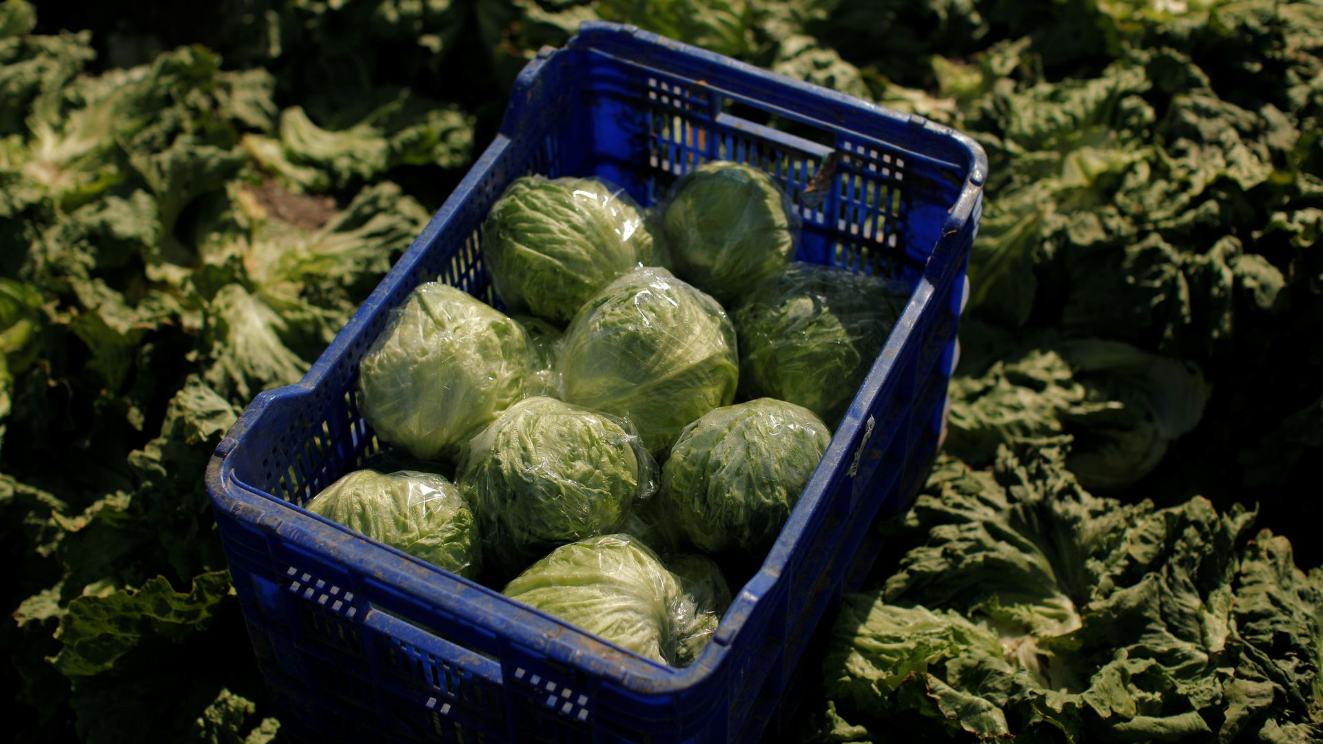 America’s biggest food distributor cuts suppliers as ‘explosive diarrhoea’ cases rise