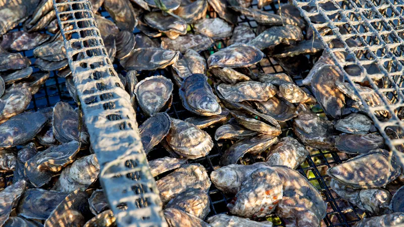 Bullfrogs may have an antidote to deadly shellfish poisoning