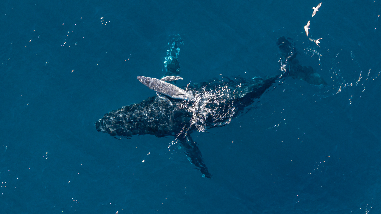 ‘It’s incredibly rare to see a moment like this in the ocean’: Camera drone captures moment humpback whale gives birth off Australian coast